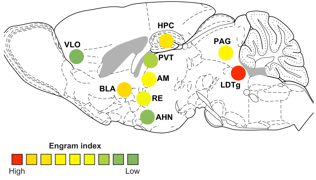 《Nature communications》：基于全脑c-fos组织透明化三维整体成像揭示单个“记忆印迹”在不同大脑区域分布