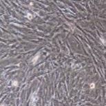 小鼠原代子宫成纤维细胞