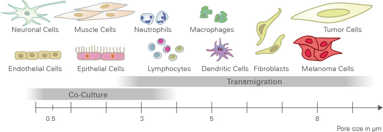 IBIDI易必迪µ-Slide ibiPore Transw