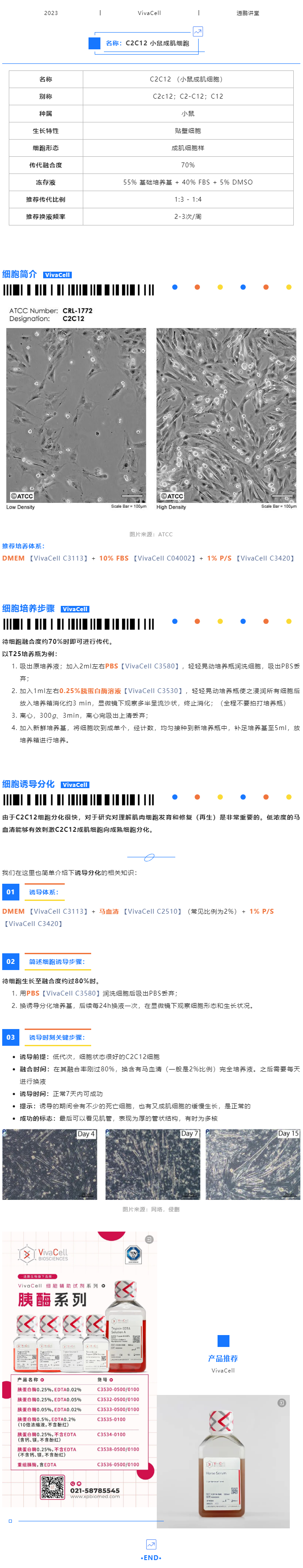 C2C12 (小鼠成肌细胞) 培养攻略秘籍