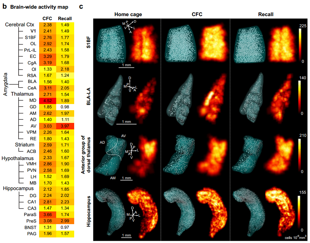《Nature communications》：基于全脑c-fos组织透明化三维整体成像揭示单个“记忆印迹”在不同大脑区域分布