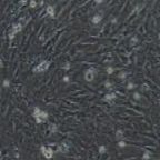 小鼠原代骨骼肌细胞