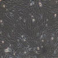 大鼠原代小肠粘膜上皮细胞