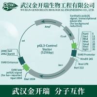 【年末特惠，欢迎来询】双荧光素酶报告基因| 双荧光素酶启动子分析实验| Dual Luciferase Reporter Gene Assay