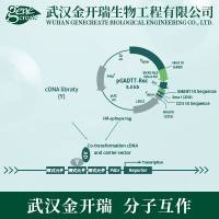 酵母单杂交（Y1H）酵母单/双杂交-酵母文库构建/文库筛选| 酵母双杂交文库筛选（核体系或膜体系