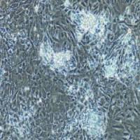 大鼠原代结肠粘膜上皮细胞