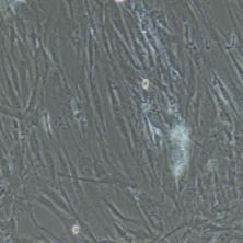 大鼠原代结肠平滑肌细胞
