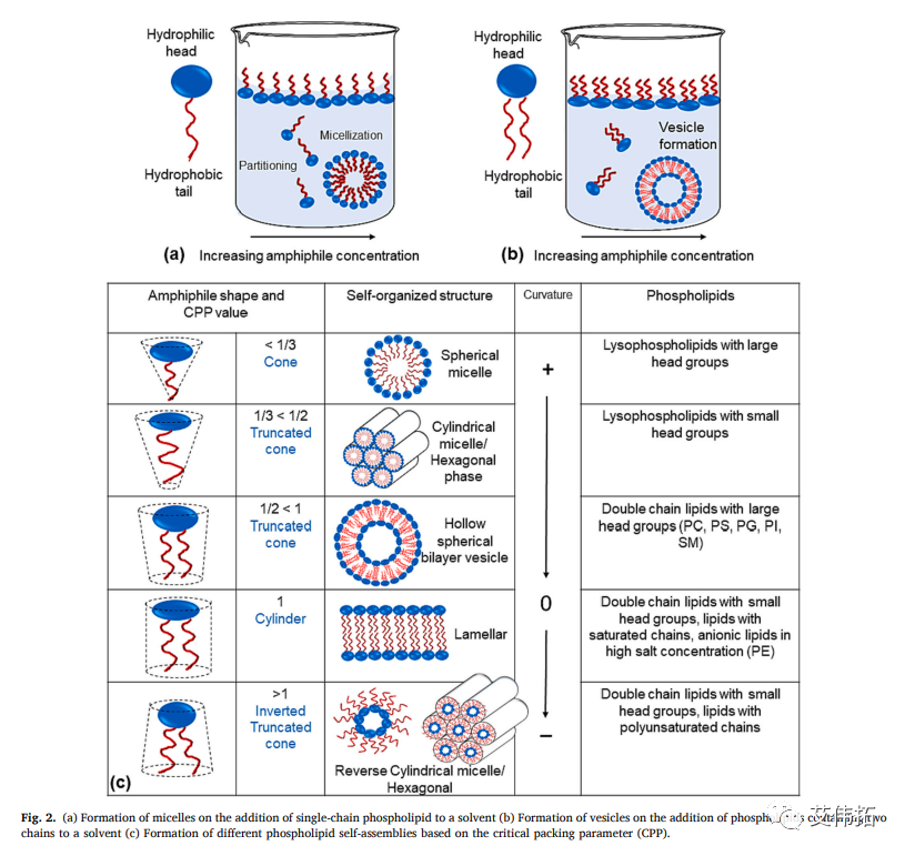 磷脂自组装的理论和驱动力