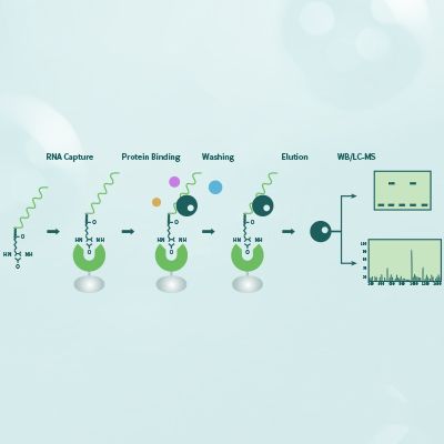 【开学特惠】RNA pull down 技术服务| RNA Pull-down（RNA沉降）实验服务
