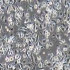 小鼠原代小胶质细胞