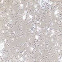 大鼠原代结肠成纤维细胞