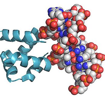 原核系统蛋白表达与纯化