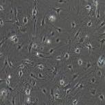 小鼠原代DRG神经元细胞