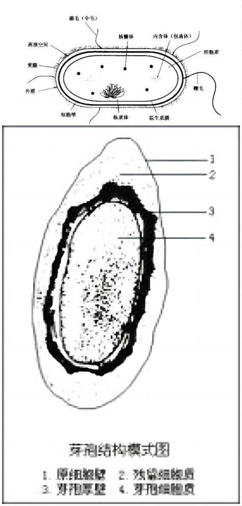 革兰氏染色实验的拓展知识