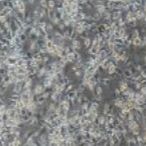 小鼠原代视网膜小胶质细胞
