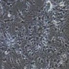 大鼠原代结肠神经元细胞