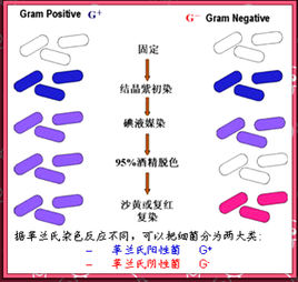 革兰氏染色实验的拓展知识