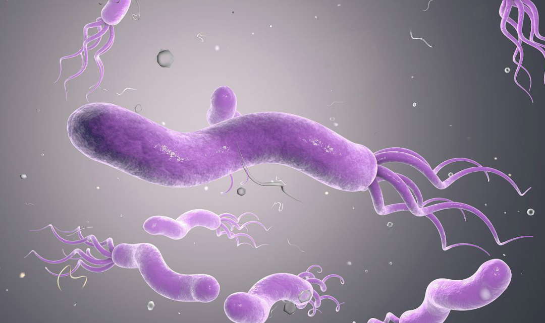 革兰氏染色实验的拓展知识