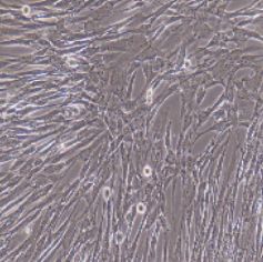 大鼠原代小肠平滑肌细胞