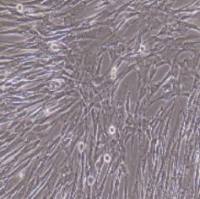 大鼠原代小肠平滑肌细胞