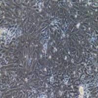 大鼠原代食管上皮细胞