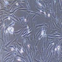 大鼠原代胃平滑肌细胞