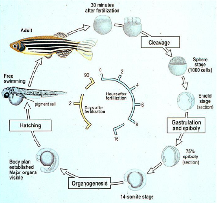 Covalab针对斑马鱼的抗体研究及相关应用方案
