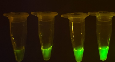 AapCas12b/cas12/CRISPR检测用酶