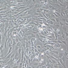 大鼠原代皮肤成纤维细胞