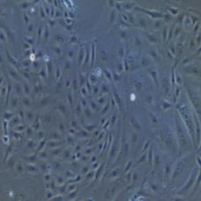 大鼠原代乳腺导管上皮细胞