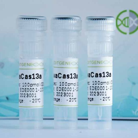 LwaCas13a酶/cas13/CRISPR检测用酶