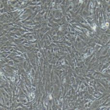 大鼠原代脂肪微血管内皮细胞