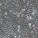 大鼠原代毛囊干细胞