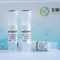 AapCas12b/cas12/CRISPR检测用酶