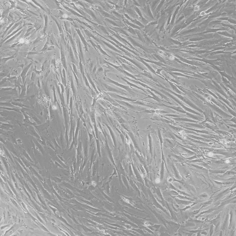 BJ|人皮肤成纤维细胞