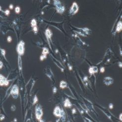 大鼠原代骨髓间充质干细胞