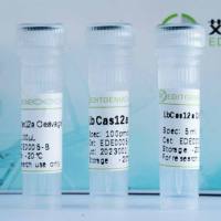 LbCas12a/cas12/CRISPR检测用酶