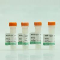 基质胶(低因子、无酚红)