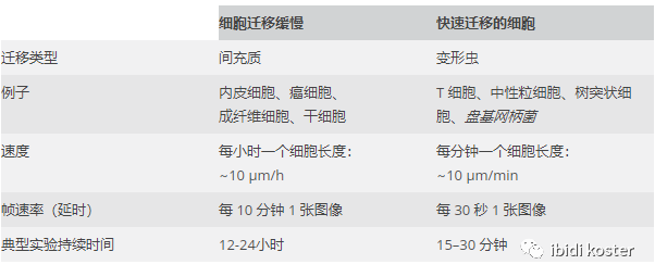 关于可视细胞趋化实验开始实验前要知道的问题
