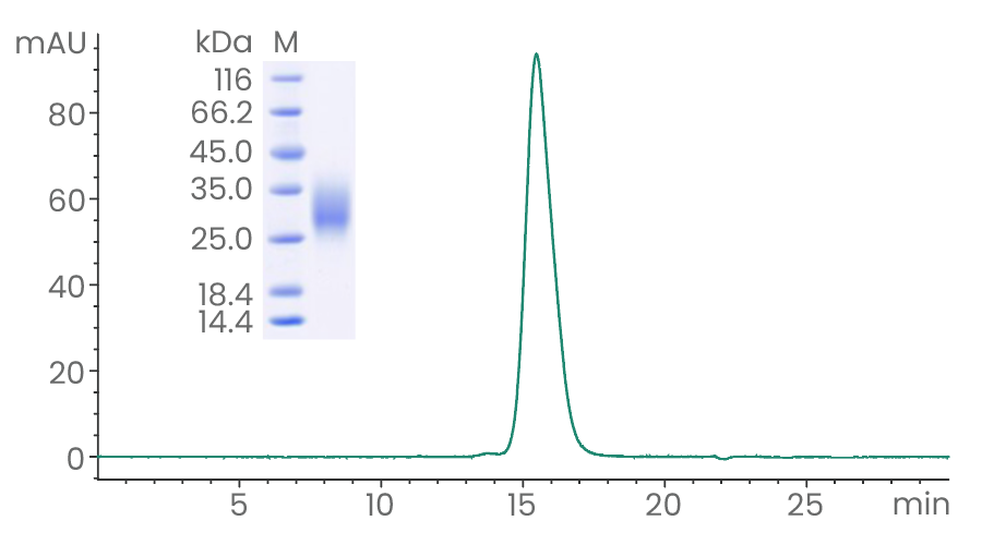 CD63：早期诊断和精准治疗的冉冉新星