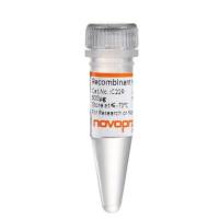 Recombinant Human Wnt3a V3