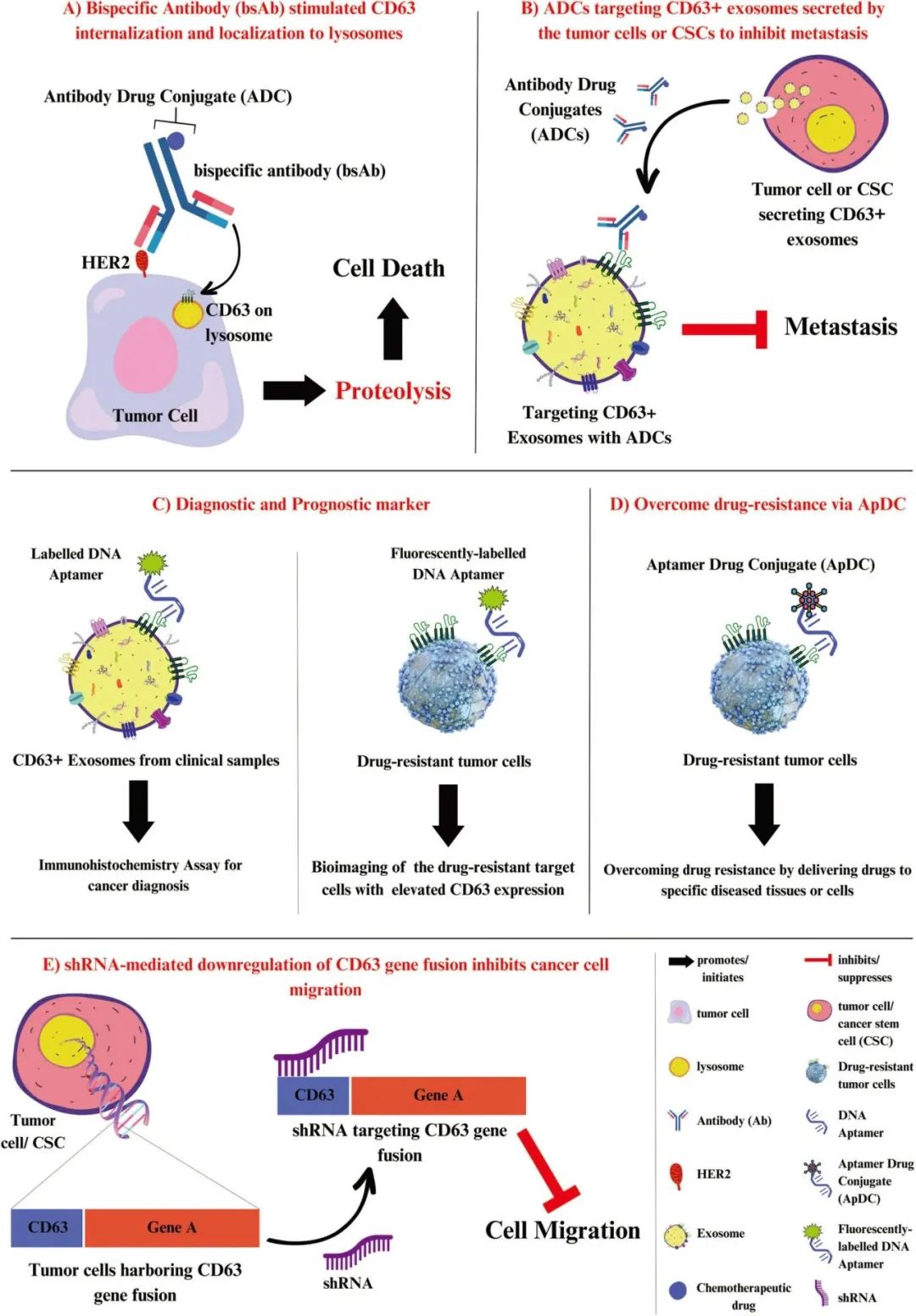 CD63：早期诊断和精准治疗的冉冉新星