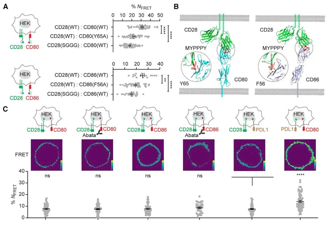 文献速递  T细胞自我激活新机制，增强抗肿瘤能力