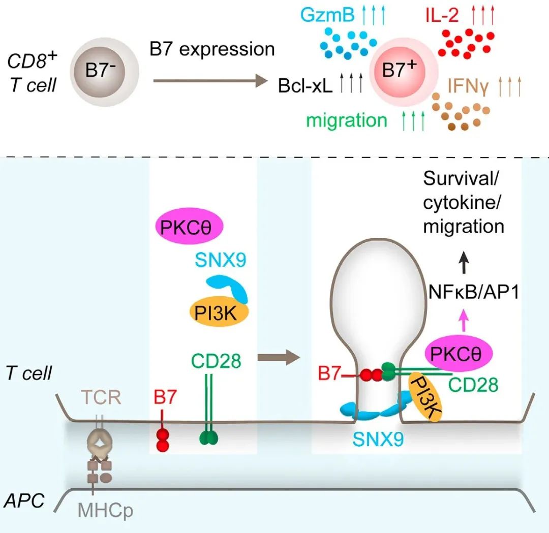 文献速递  T细胞自我激活新机制，增强抗肿瘤能力