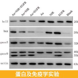 快速抗体定制雄华