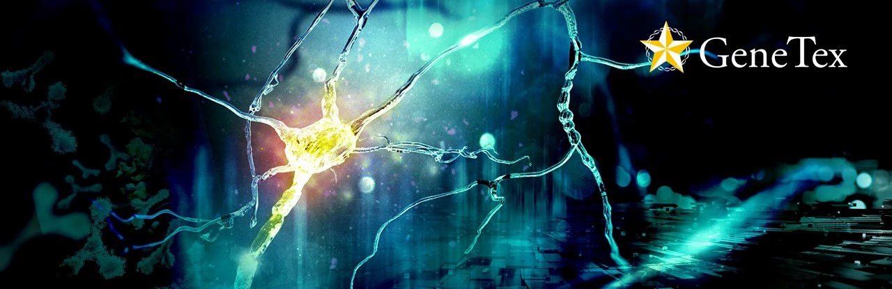 GeneTex隆重推出新的GAD67 和GAD65 重组兔单克隆抗体