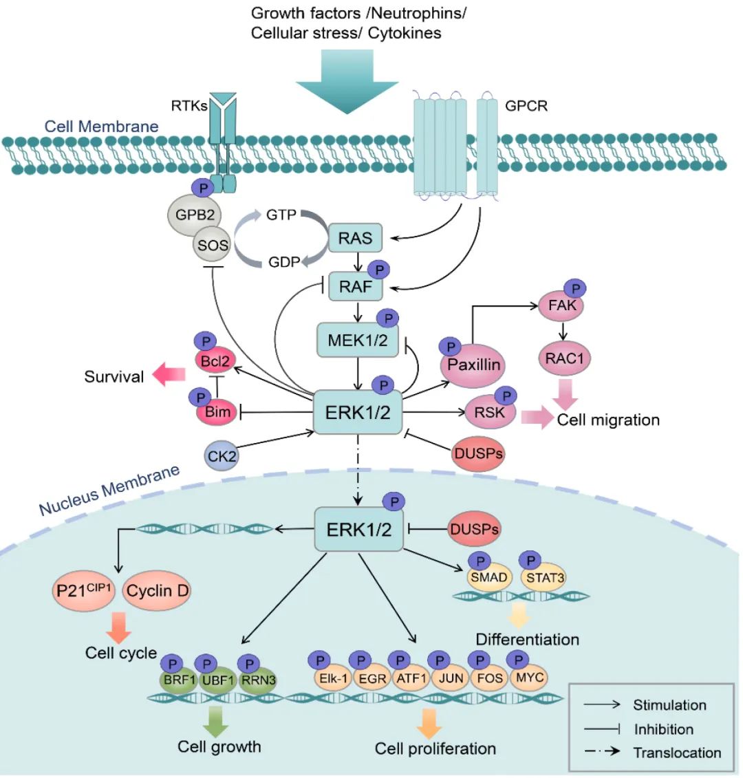 信号转导的风暴中心：ERK1/2
