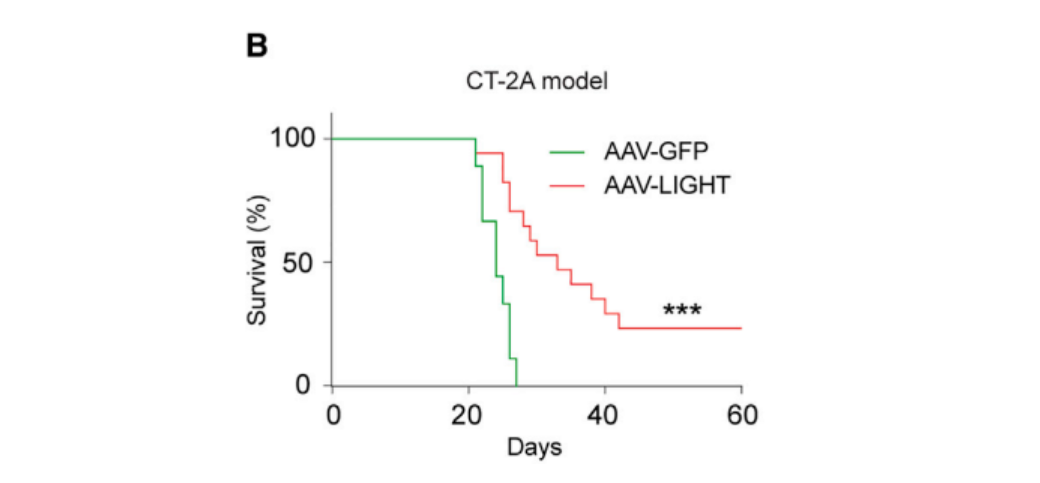 文献分享丨Cancer Cell刊登新型AAV基因疗法，用于攻克脑肿瘤！