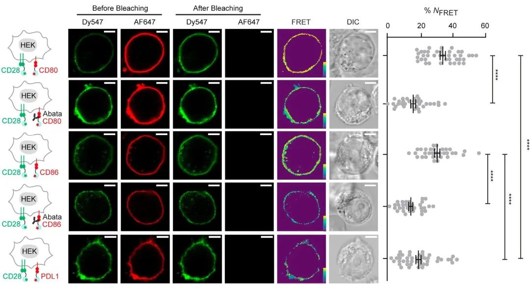 文献速递  T细胞自我激活新机制，增强抗肿瘤能力