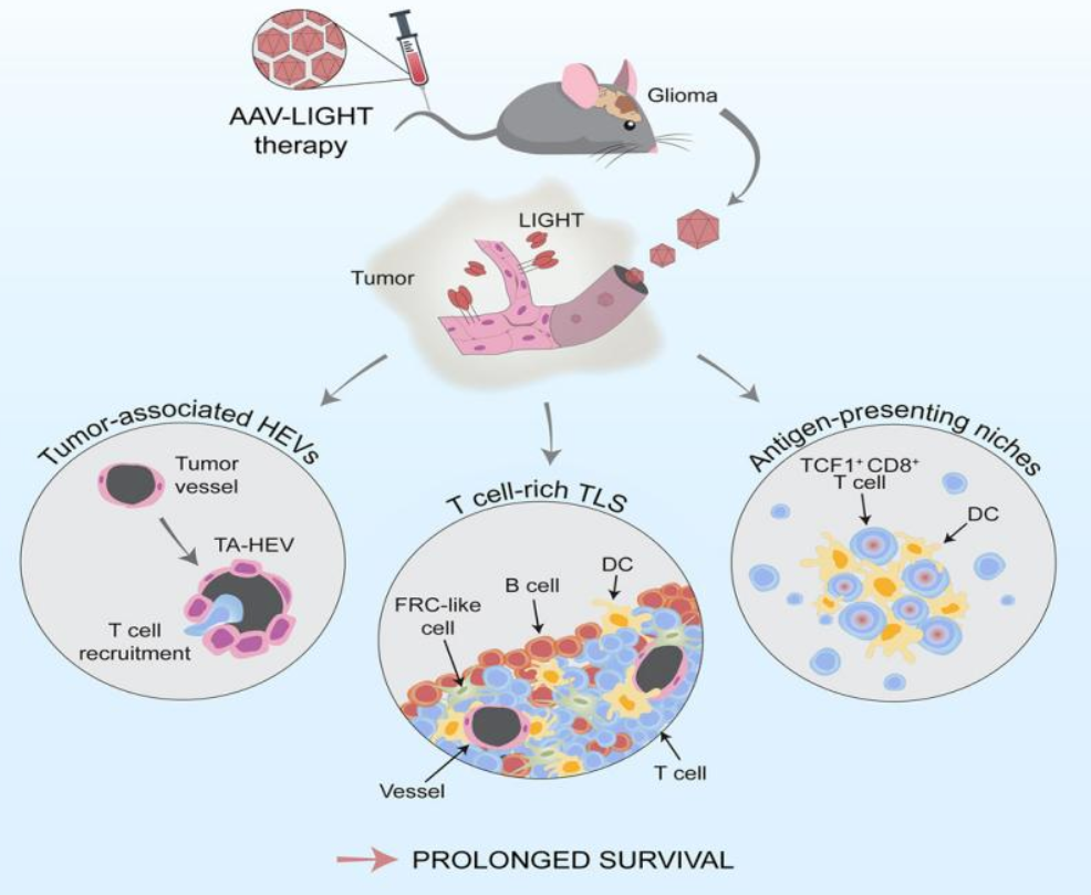 文献分享丨Cancer Cell刊登新型AAV基因疗法，用于攻克脑肿瘤！